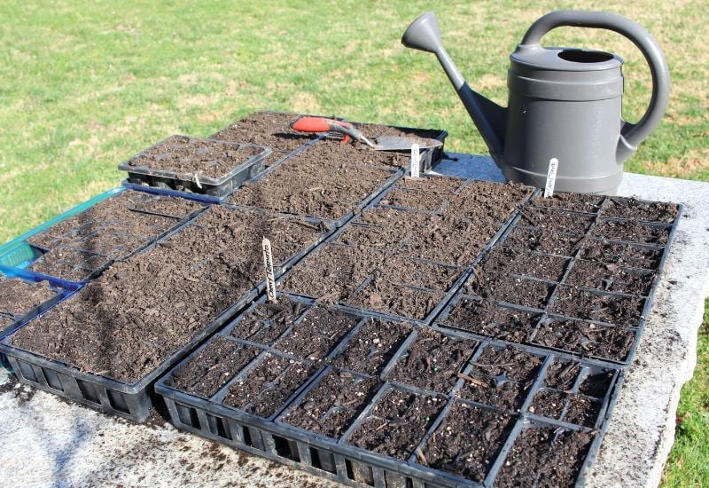 Factors That Determine How Often You Need to Water Your Seedlings