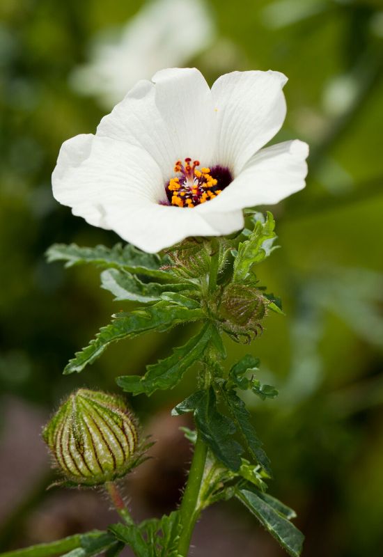 Flower of an Hour (Hibiscus trionum)