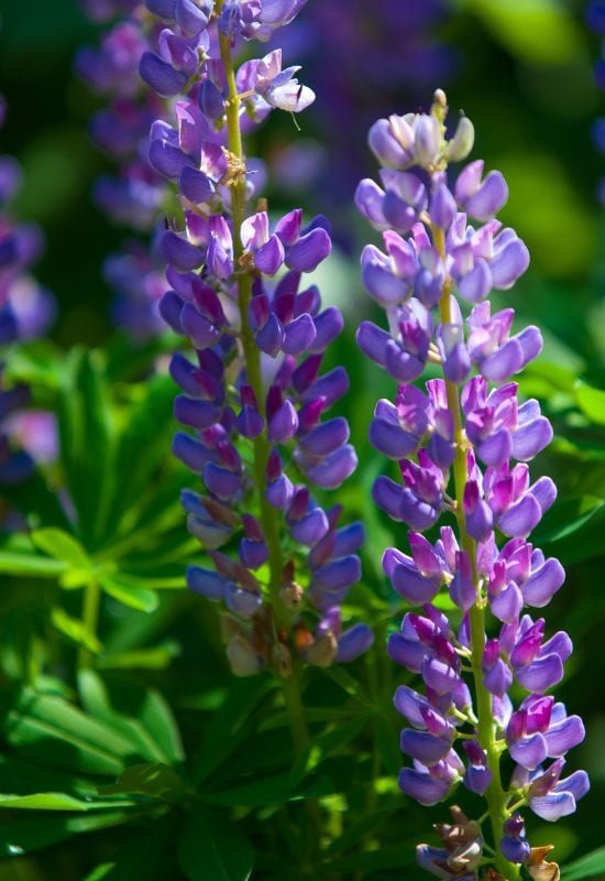 Lupins