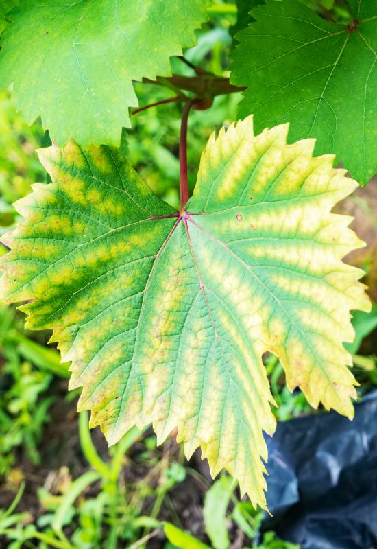 Magnesium deficiency