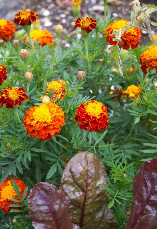 Marigolds