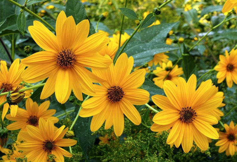 10 Perennial Sunflower Varieties That Come Back Year After Year