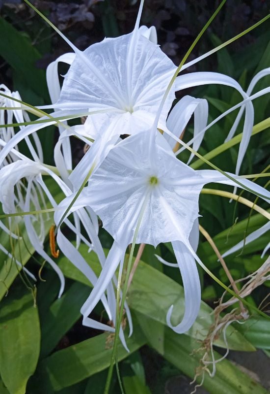 Perfumed Spider Lily (Hymenocallis latifolia, or Pancratium latifolium)