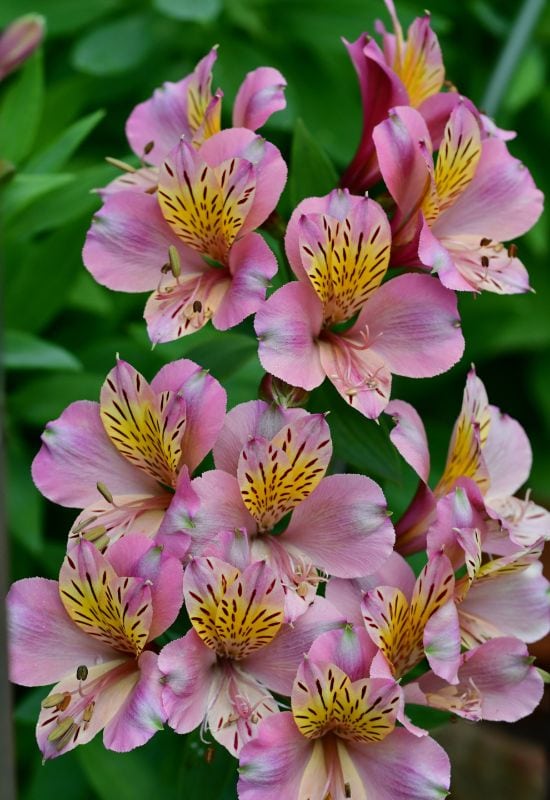 Peruvian Lily (Alstromeria spp.)