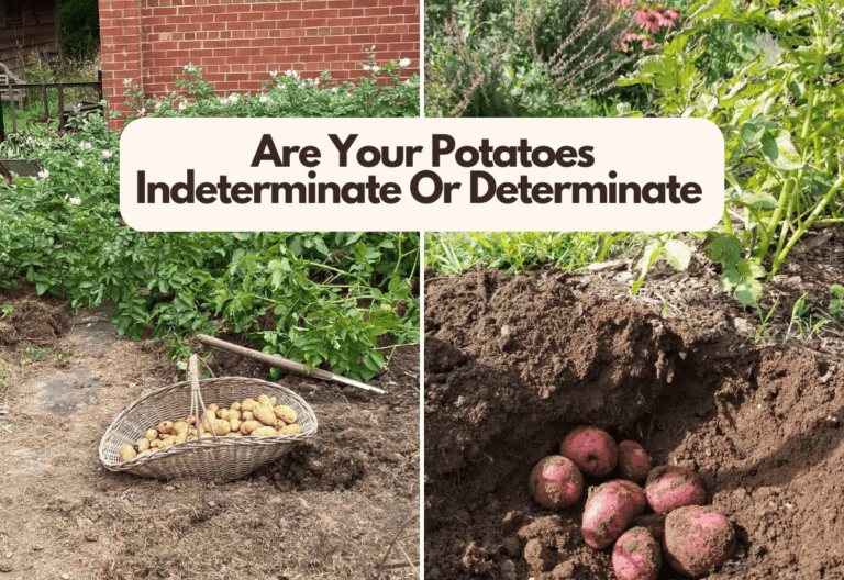 Should You Grow Determinate or Indeterminate Potatoes?