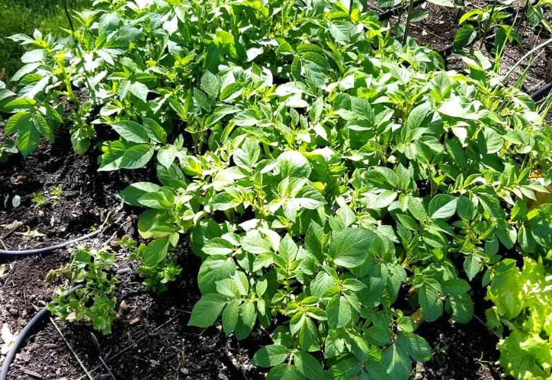 Should You Plant Determinate or Indeterminate Potatoes?
