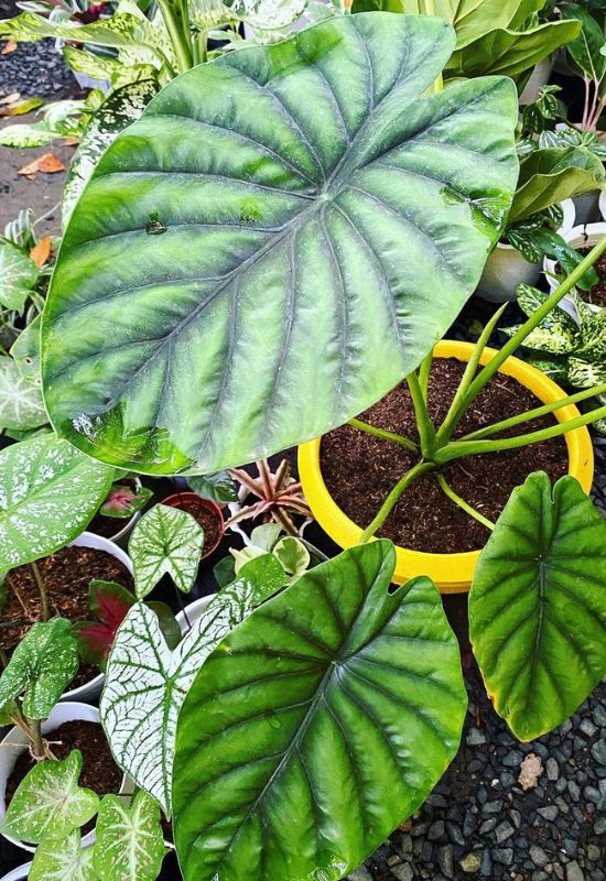 15 Super Exotic Alocasia Varieties for Your Garden and Indoor Spaces 1