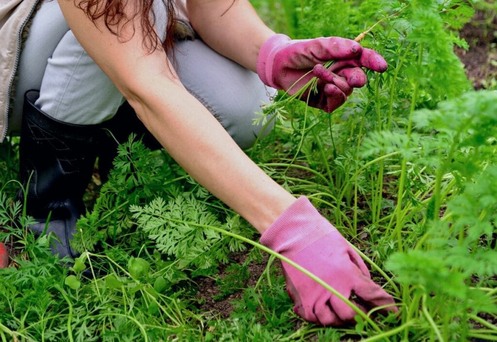 Thinning Carrots: Why When And How To Do Thin Them After Planting?