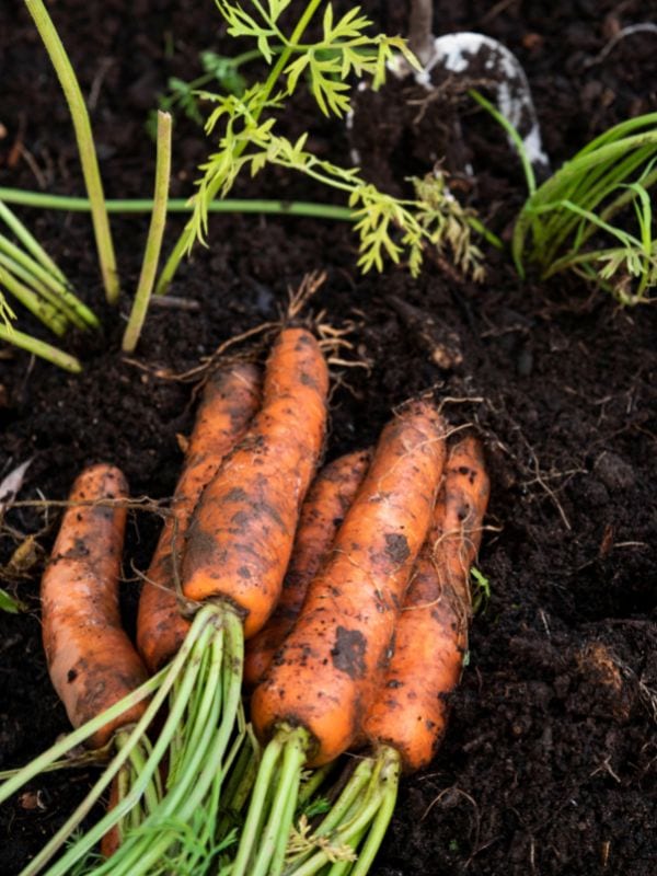 Thinning Mature Carrot
