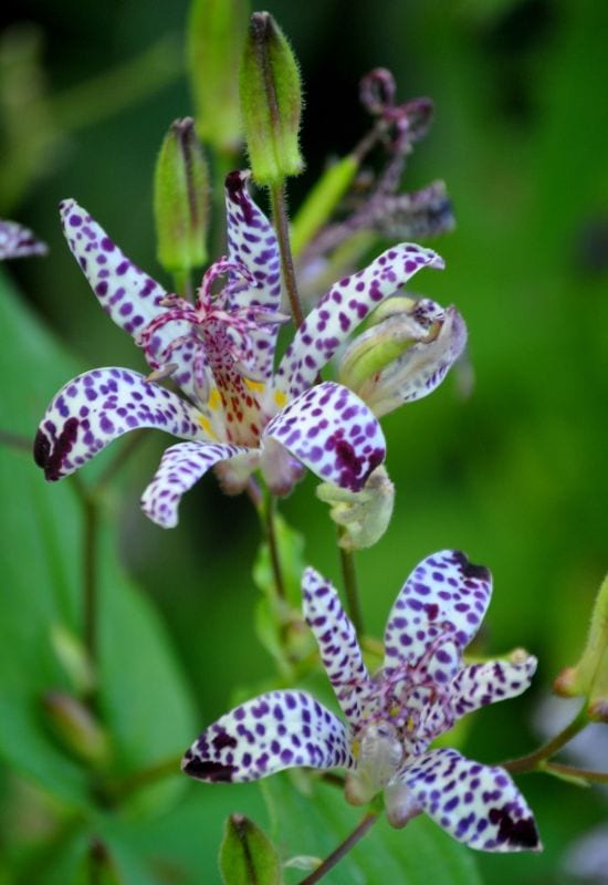 Toad Lily (Tricyrtisspp.)