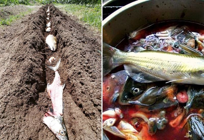 4 Effective Ways To Use Fish Scraps as Natural Garden Fertilizer 1