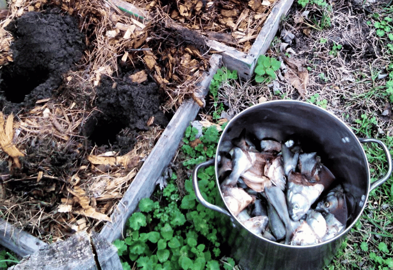 4 Effective Ways To Use Fish Scraps as Natural Garden Fertilizer