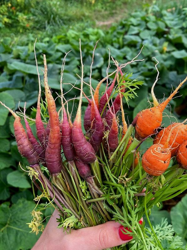 What To Do With Thinned Carrots
