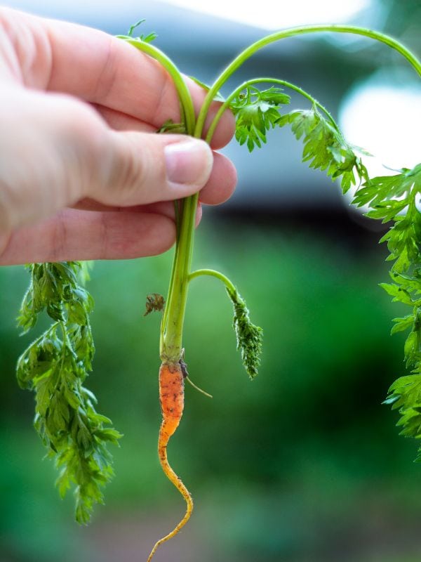 When Is The Best Time To Thin Carrots?