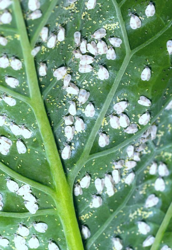 Whitefly