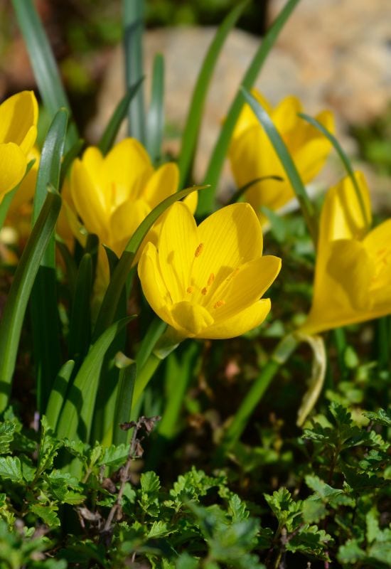Winter Daffodil (Sternbergia lutea)