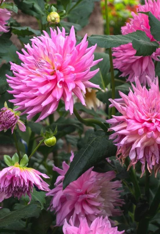 25 Showy pink perennial flowers to add a Feminine Charm To your Garden 19