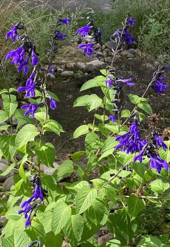 Heavenly Hues: 20 Mesmerizing Blue Flowering Perennials for a Serene and Relaxing Garden 41