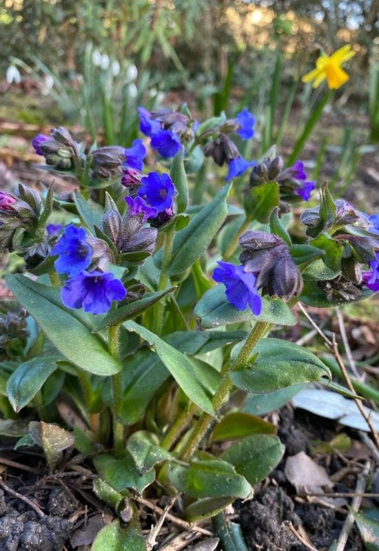 Heavenly Hues: 20 Mesmerizing Blue Flowering Perennials for a Serene and Relaxing Garden 34