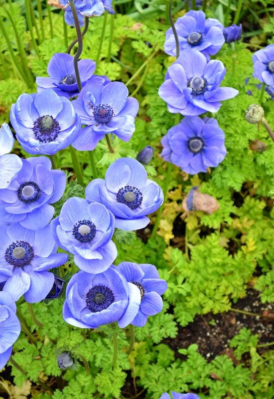 Heavenly Hues: 20 Mesmerizing Blue Flowering Perennials for a Serene and Relaxing Garden 3