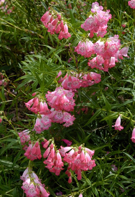 25 Showy pink perennial flowers to add a Feminine Charm To your Garden 6