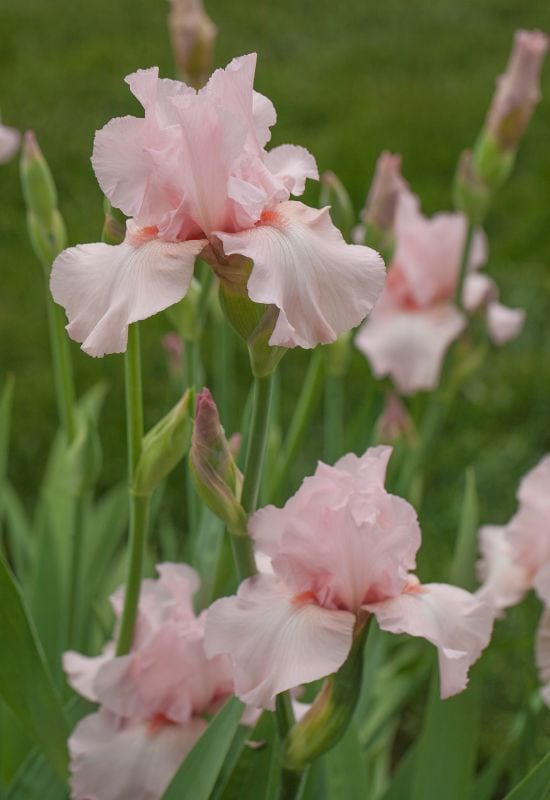 25 Showy pink perennial flowers to add a Feminine Charm To your Garden 4