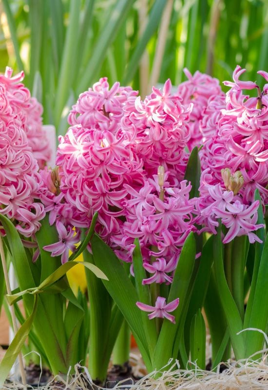 25 Showy pink perennial flowers to add a Feminine Charm To your Garden 1
