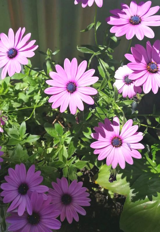25 Showy pink perennial flowers to add a Feminine Charm To your Garden 2