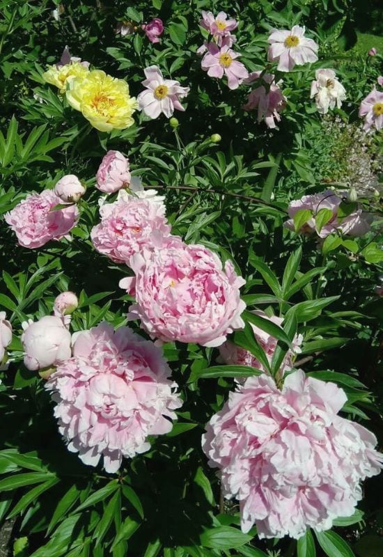 25 Showy pink perennial flowers to add a Feminine Charm To your Garden 23