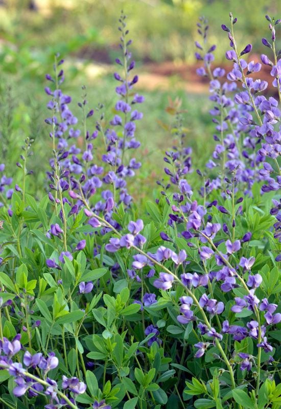 Heavenly Hues: 20 Mesmerizing Blue Flowering Perennials for a Serene and Relaxing Garden 35