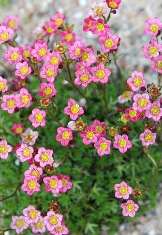 25 Showy pink perennial flowers to add a Feminine Charm To your Garden 15