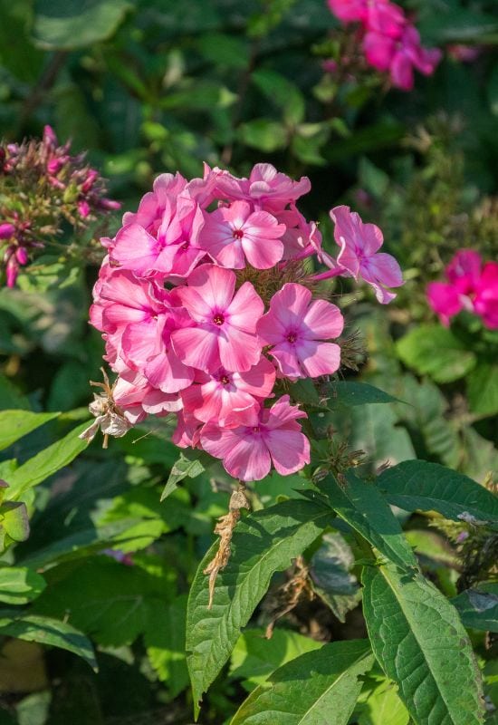 25 Showy pink perennial flowers to add a Feminine Charm To your Garden 9