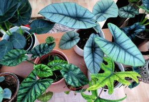 Alocasia Varieties For Your Garden And Indoor Spaces