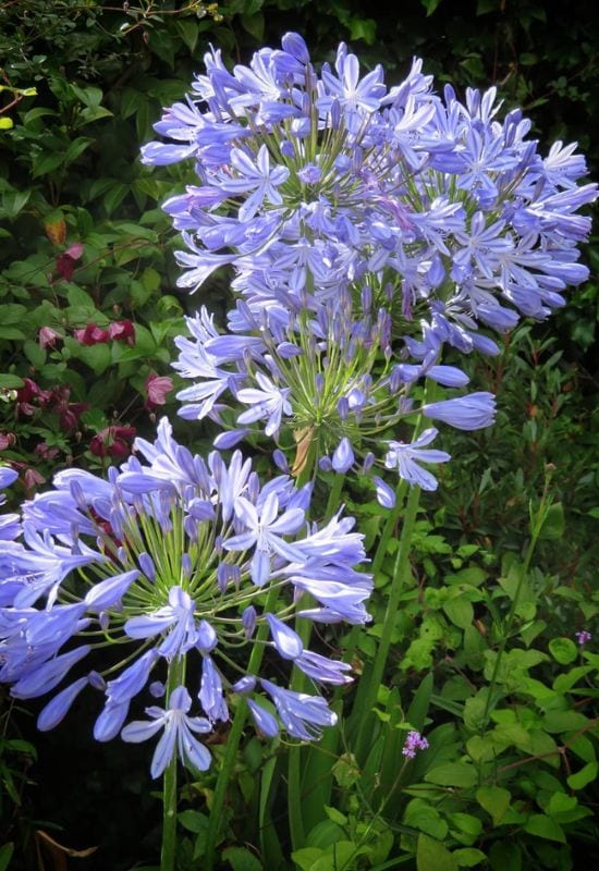 Heavenly Hues: 20 Mesmerizing Blue Flowering Perennials for a Serene and Relaxing Garden 15