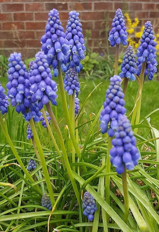 Heavenly Hues: 20 Mesmerizing Blue Flowering Perennials for a Serene and Relaxing Garden 18