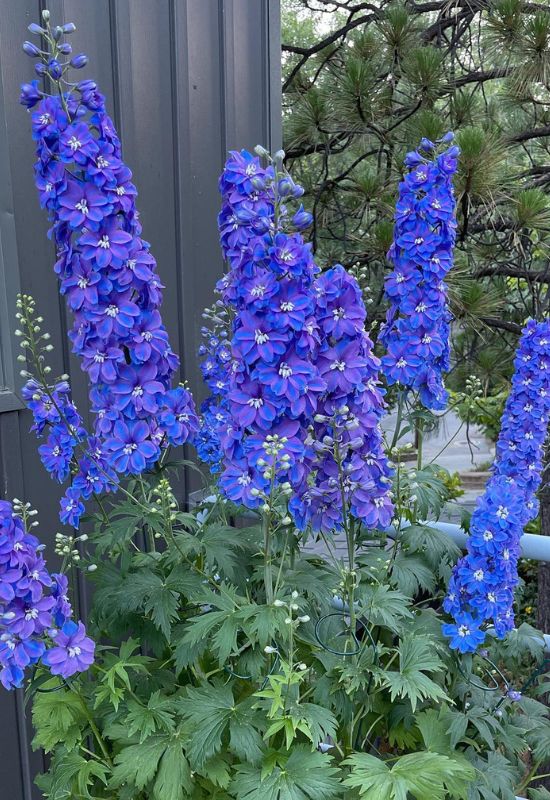 Heavenly Hues: 20 Mesmerizing Blue Flowering Perennials for a Serene and Relaxing Garden 44