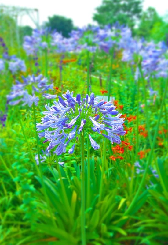 Heavenly Hues: 20 Mesmerizing Blue Flowering Perennials for a Serene and Relaxing Garden 11