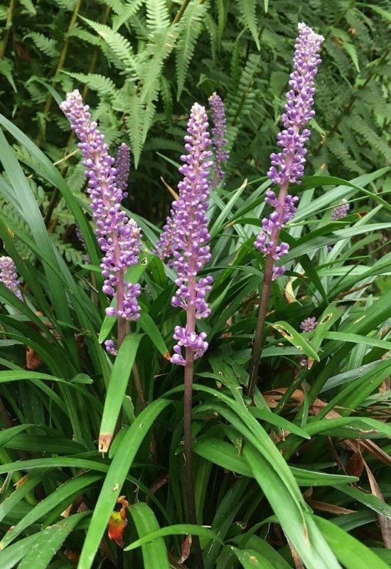 15 Resilient Plants That Will Make Your Dry, Shaded Garden Burst with Life 16