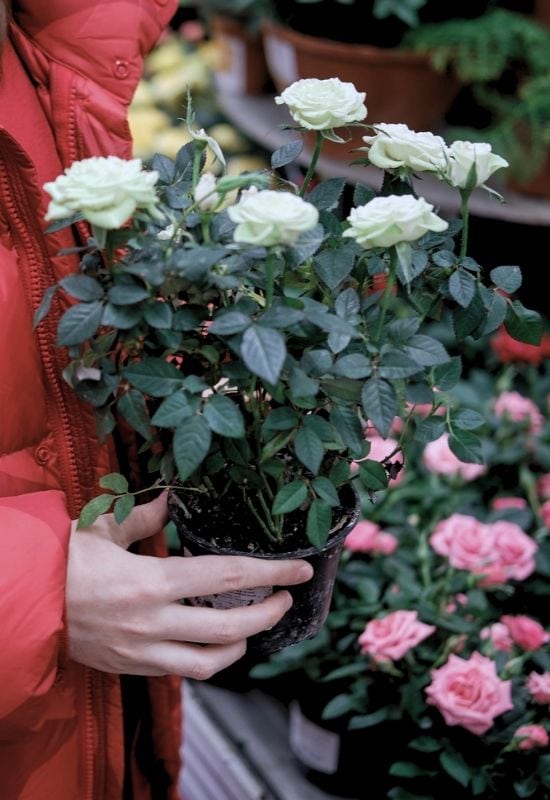 Choose a Healthy Rose to Grow in Containers