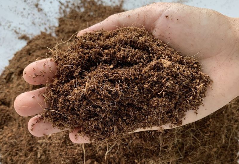 4 Sustainable Peat Moss Alternatives for Healthier Soil and Happier Plants 13