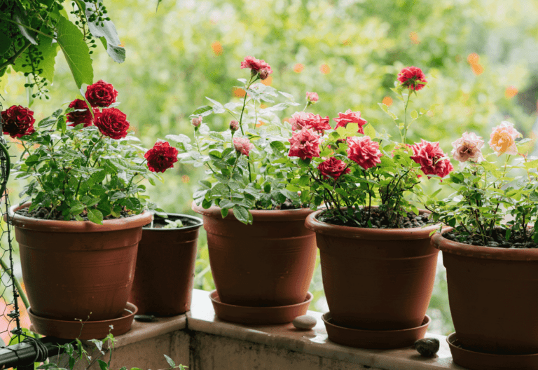 Container Roses: Secrets to Growing Gorgeous Roses in Pots Like a Pro