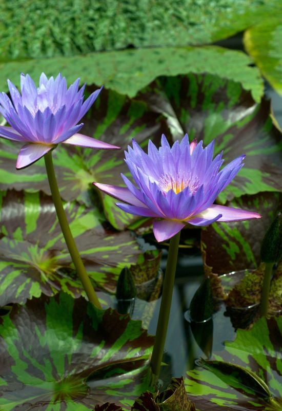 Heavenly Hues: 20 Mesmerizing Blue Flowering Perennials for a Serene and Relaxing Garden 33