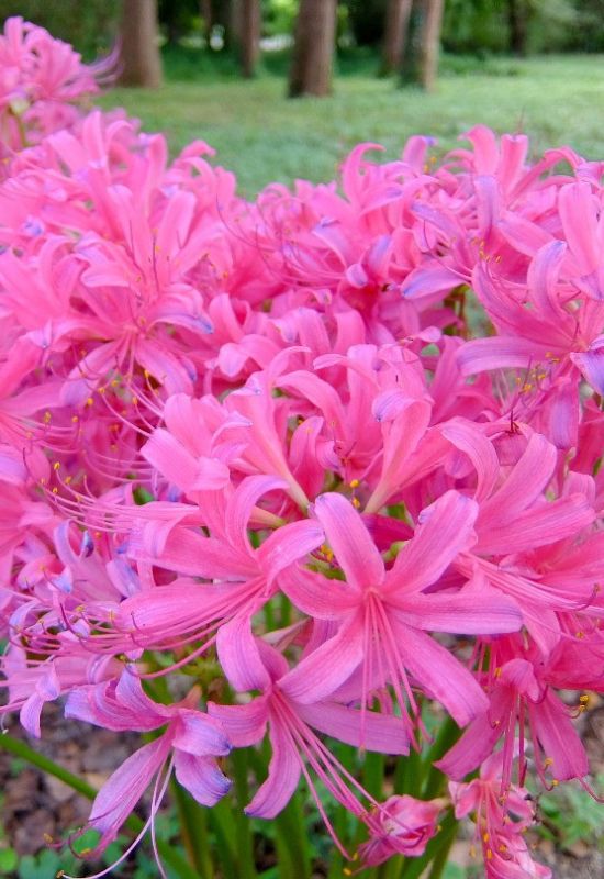 25 Showy pink perennial flowers to add a Feminine Charm To your Garden 5