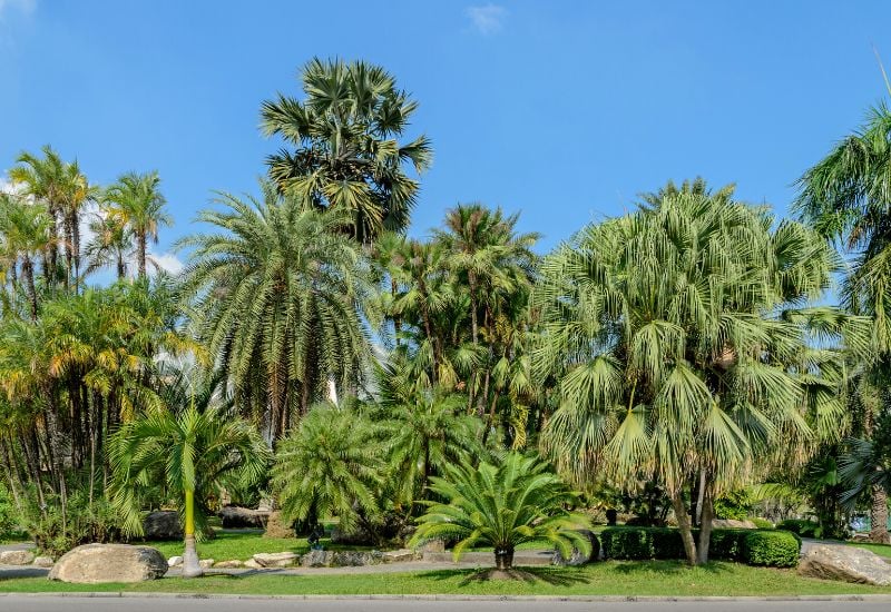 Florida and Palms