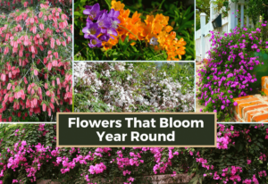 Flowers That Bloom Year-Round Providing 365 Days Of Color