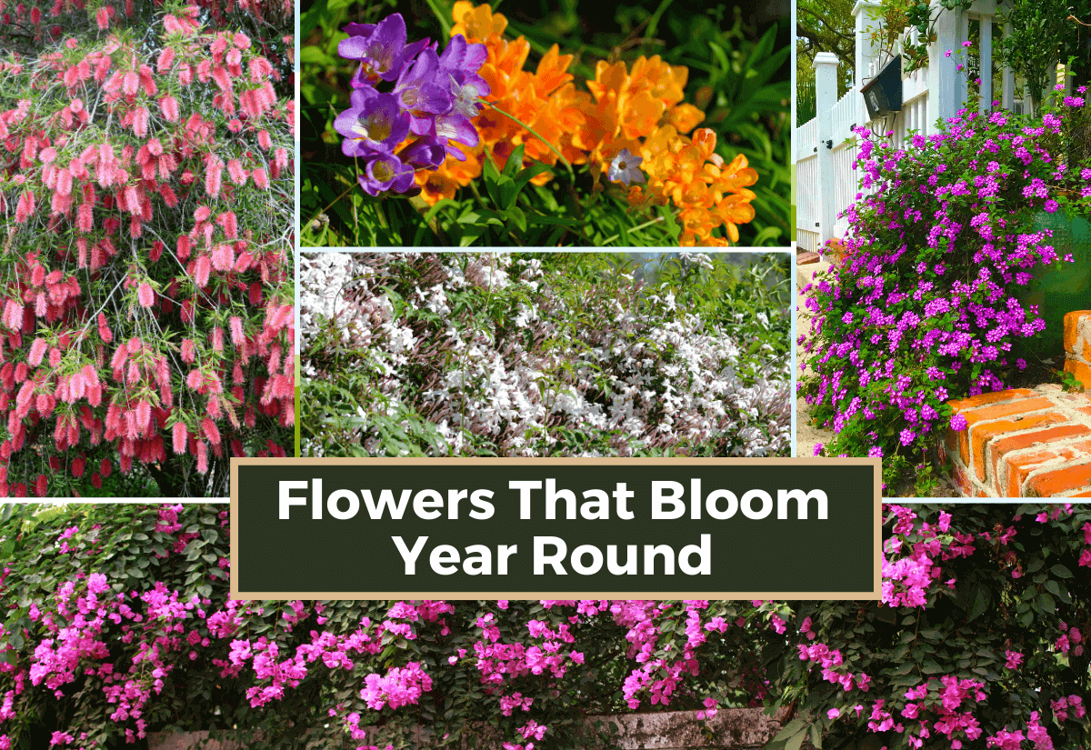 Flowers That Bloom Year-Round Providing 365 Days Of Color