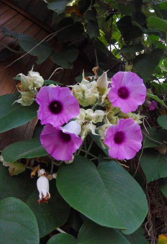 15 Most Picturesque Hawaiian Flowers That Capture the Essence of the Islands 6 15 Most Picturesque Hawaiian Flowers That Capture the Essence of the Islands 5