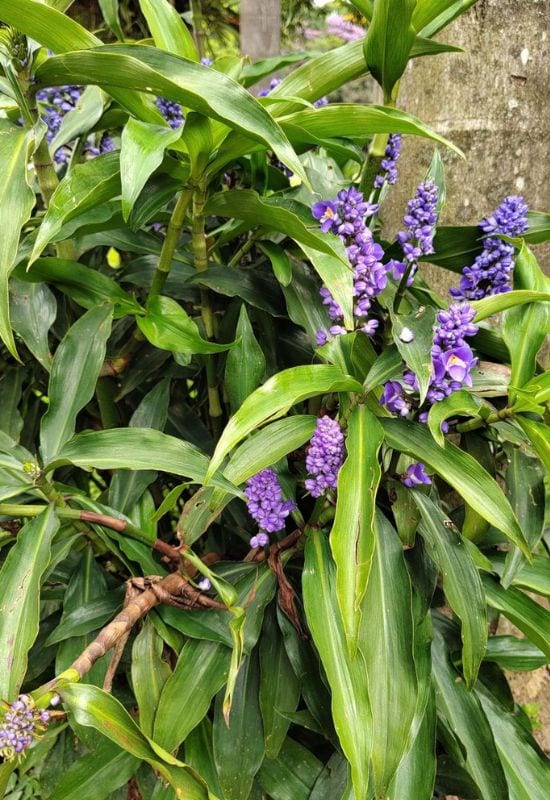 15 Most Picturesque Hawaiian Flowers That Capture the Essence of the Islands 5 15 Most Picturesque Hawaiian Flowers That Capture the Essence of the Islands 4