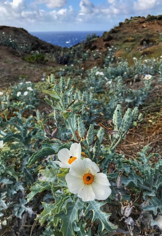 15 Most Picturesque Hawaiian Flowers That Capture the Essence of the Islands 10 15 Most Picturesque Hawaiian Flowers That Capture the Essence of the Islands 8
