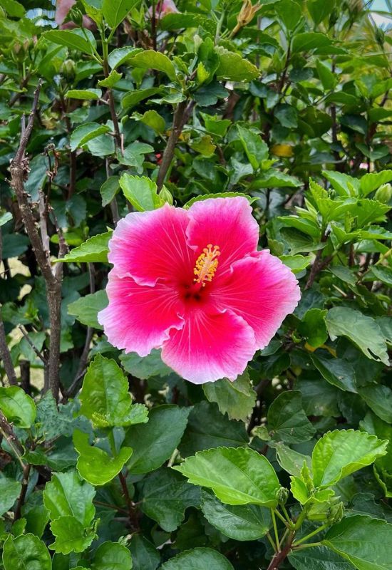 15 Most Picturesque Hawaiian Flowers That Capture the Essence of the Islands 2 15 Most Picturesque Hawaiian Flowers That Capture the Essence of the Islands 1
